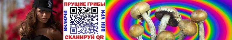 Псилоцибиновые грибы мухоморы  darknet официальный сайт  Суздаль 